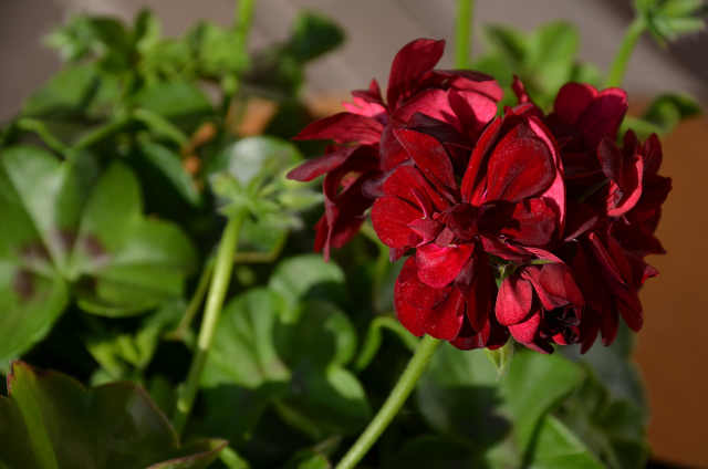 MicrosoftTeams-image (12).png